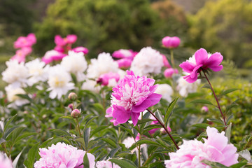 花々（春〜初夏）