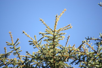 Pine Tree Tops in the Sky