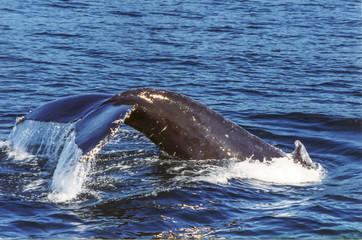 whale
