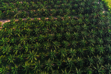 Agricultural industry oil palm tree platation