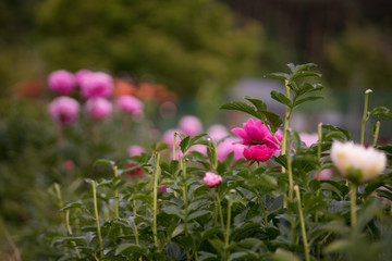 花々（春〜初夏）
