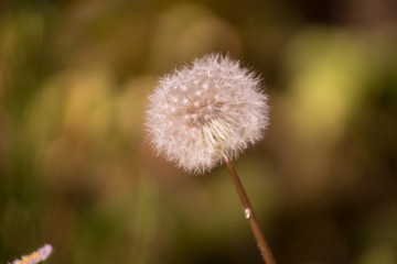 花々（春〜初夏）