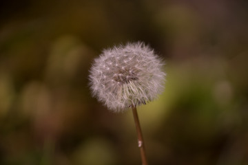 花々（春〜初夏）