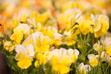 花々（春〜初夏）