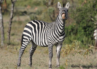Zebra showing his teeth