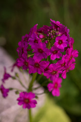 花々（春〜初夏）