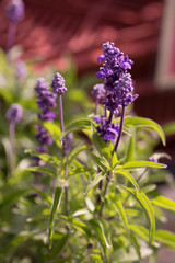 花々（春〜初夏）