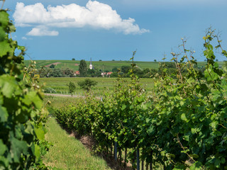 Fototapeta na wymiar Idyllic vineyard landscape in Germany