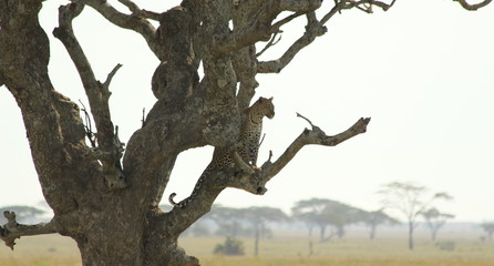 Leopard sitting in a tree looking out over the savannah