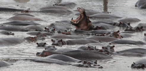 Flock of hippopotamus with one opening his mouth 