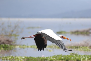 Yellow-billed Stork bird flying