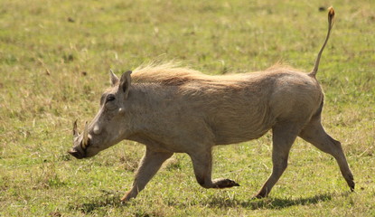 Wild boar running over the savannah