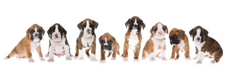 Litter of Boxer Puppies