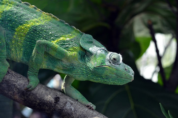EL GRAN VERDE CAMALEÓN