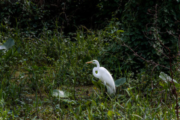 White Bird