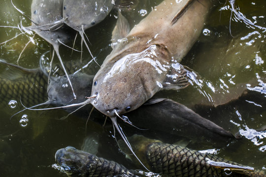 Single Asian Air Breathing freshwater catfish in close up
