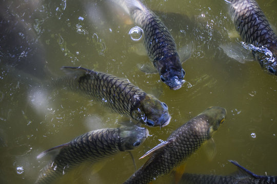Java barb or silver barb scrambling for food in a pond
