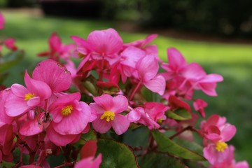 Obraz premium Pink Flower Bunch