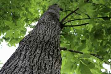 Obraz premium Tree Trunk Looking Up