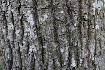 Fototapeta premium Tree Trunk Bark
