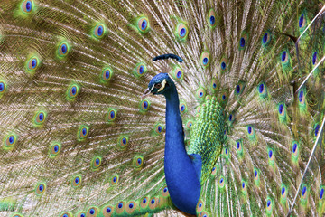 Obraz premium Peacock