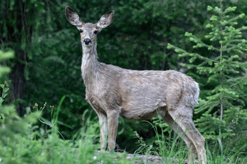 Naklejka na ściany i meble A Mule Deer Stands in The North Cascades