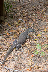 Goanna on the forest floor near Kuranda in Tropical North Queensland, Australia