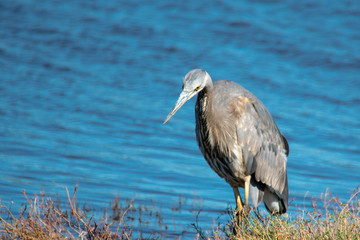 Great Blue Heron Standing on Bank