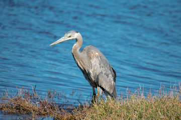 Great Blue Heron Standing on Bank