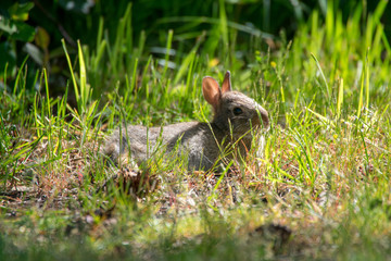 Baby Bunny in Grass