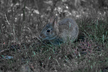 Baby Bunny in Grass
