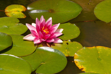 睡蓮 ハスの花の咲く季節7