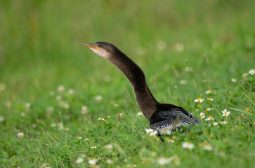 anhinga calls to mate