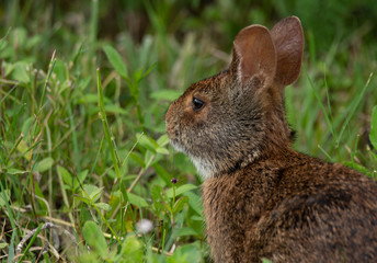 baby bunny has spotted something