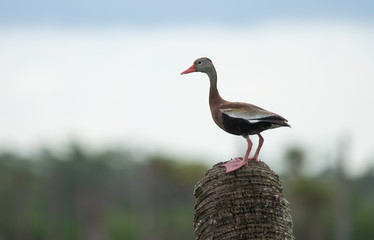 black bellied whistling duck is waiting for mate to return