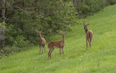 Naklejka na ściany i meble deer in grassy meadow have spotted you