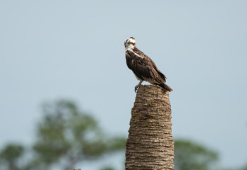eyes of the osprey are watching