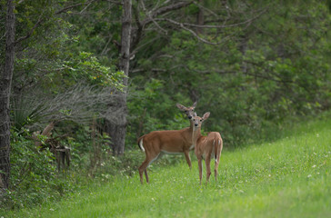 Naklejka na ściany i meble fawn and her mother have spotted you and are cautious