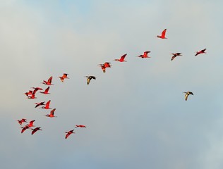A pack of Guaras fly over Atins at sunset, Lencois Maranhenses, Maranhao, Brazil