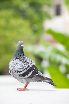 full body of homing pigeon bird preening feather on home loft