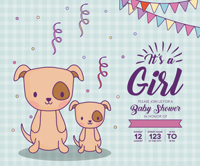 Baby shower invitation with its a girl concept with cute dogs over blue background, colorful design. vector illustration
