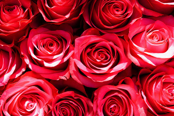 Bouquet background of orange pink roses with ruffled petals