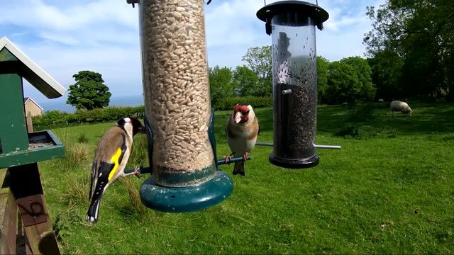 Lesses Redpol feeding from a Tube peanut seed Feeder at a bird table