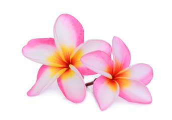 pink frangipani flower isolated white background