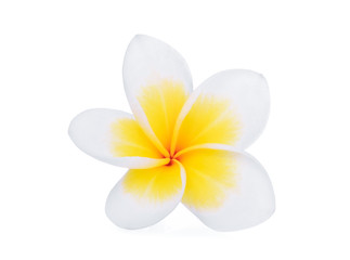 single white frangipani (plumeria) flower isolated on white background