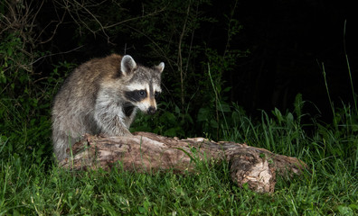 Obraz premium Raccoon 