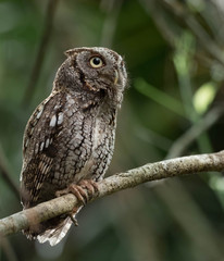 Eastern Screech Owl 