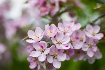 Obraz na płótnie Canvas Spring Blossoms