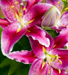 Pink Lillies