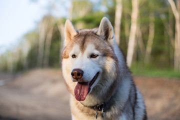 Close-up image of cute dog breed siberian husky with tonque out in the forest at sunset. Portrait of friendly husky dog on green grass background